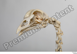 Skeleton Bird Animal photo references